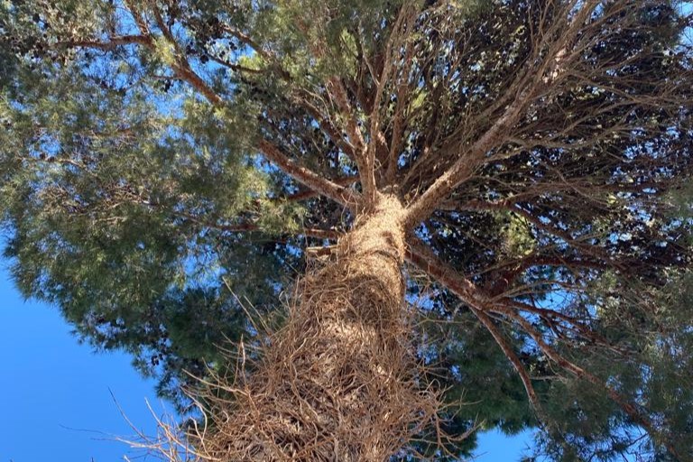 Nivell 1: Valoració Visual Avançada